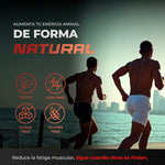 Termogénico | L-Carnitina, CLA, Guaraná, Té Verde, Magnesio, Zinc, Jengibre, Toronja, Beta Alanina | Energía Diaria, Apoyo Metabólico, Entrenamiento, Quemador De Grasa | DAY BRN BPN PRO 60 Cápsulas